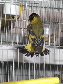 Lucherino testa nera