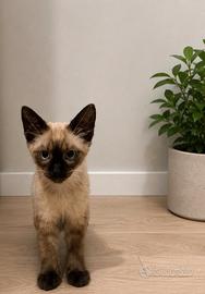 gatto siamese 