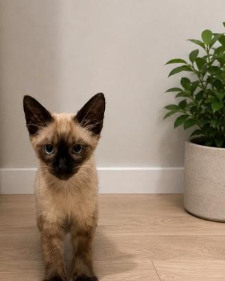 gatto siamese 