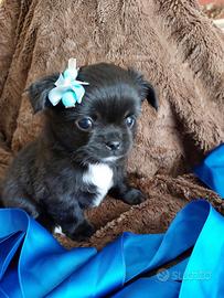 Chihuahua con pedigree