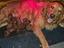Immagine 4