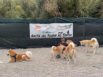 Akita inu