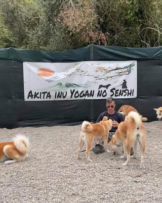 Akita inu