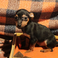 Cucciolo di pincher toy