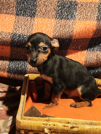 Cucciolo di pincher toy