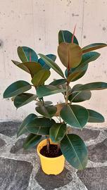 Ficus in vaso