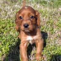 CUCCIOLO SETTER IRLANDESE pedigree ENCI