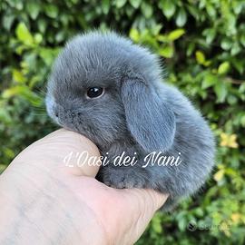 Cucciolo di coniglio di razza Ariete Nano