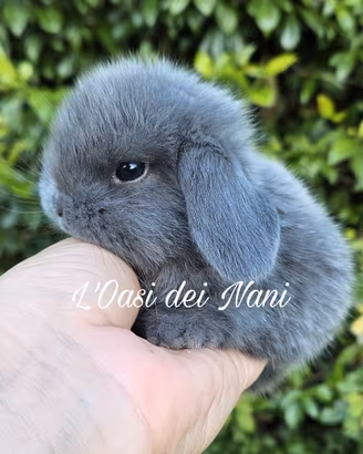Cucciolo di coniglio di razza Ariete Nano