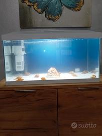 vasca acquario 60 lt bianco 