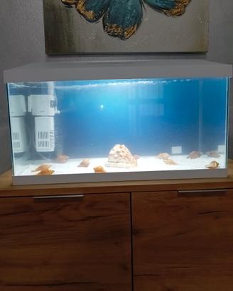 vasca acquario 60 lt bianco 