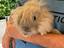Immagine 2
