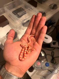 Serpenti del grano baby