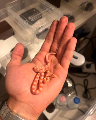 Serpenti del grano baby