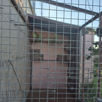 Parrocchetti ancestrali coppia