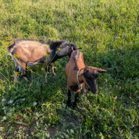 Caprette senza corna