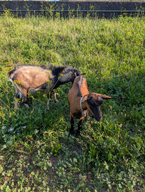 Caprette senza corna