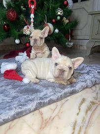 Cuccioli di bulldog francese big rope platinum