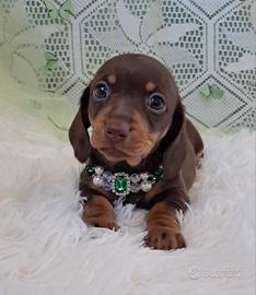 Bassottina cioccolato