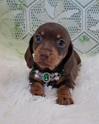 Bassottina cioccolato