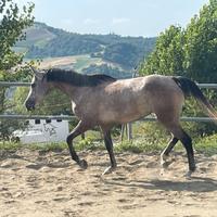 Cavalla araba da passeggiata