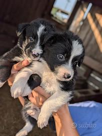 Cuccioli Border collie maschi