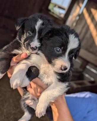 Cuccioli Border collie maschi