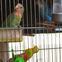 N.2 Roseicollis - dicembre 2025