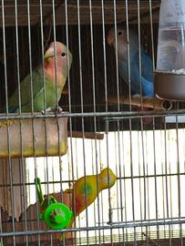 N.2 Roseicollis - dicembre 2025