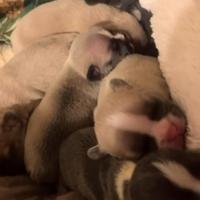 Bulldog francese cuccioli di razza pura pedigree