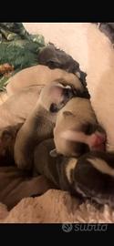 Bulldog francese cuccioli di razza pura pedigree