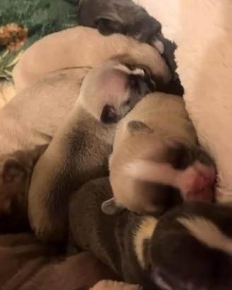 Bulldog francese cuccioli di razza pura pedigree