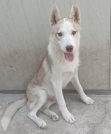 Cucciolo di Siberian Husky