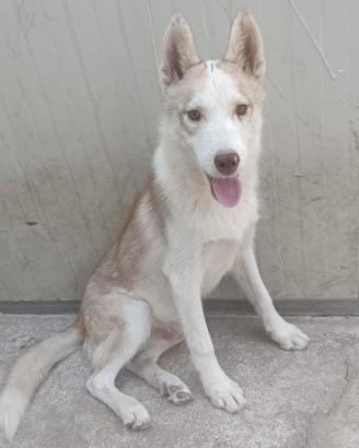 Cucciolo di Siberian Husky