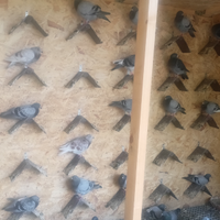 Piccioni viaggiatori