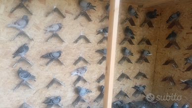 Piccioni viaggiatori