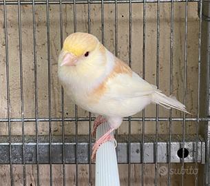 Canarina femmina