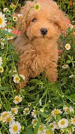 Barboncini toy albicocca