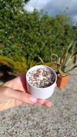 Candela alla lavanda 