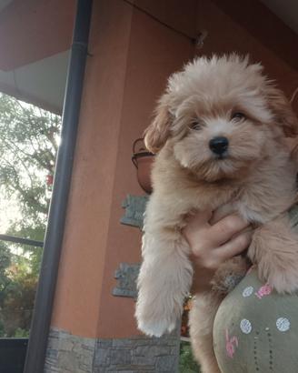 POMAPOO/Barboncino toy/spitz di pomerania