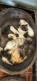 4 cuccioli persiano ipertipico