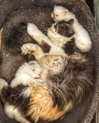 4 cuccioli persiano ipertipico