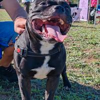 Disponibile per monta