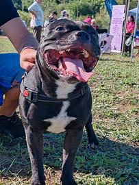 Disponibile per monta