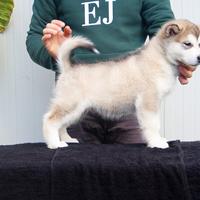 Alaskan Malamute