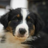 Australian Shepherd Pastore Australiano