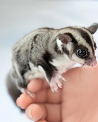 Petauro dello zucchero