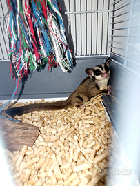 Petauro dello zucchero