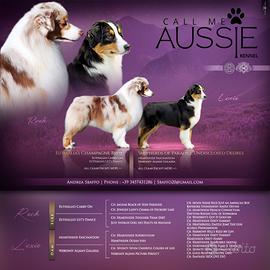 Cuccioli di pastore australiano