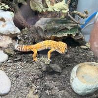 Geco Leopardino + Terrario